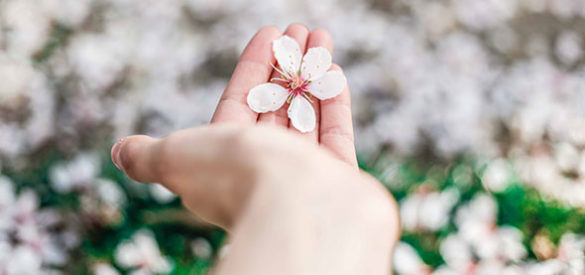 Eine Hand hält eine Blüte.