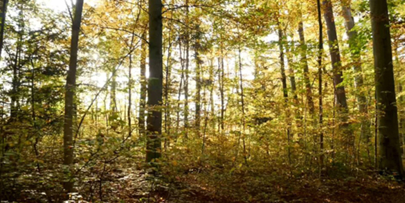 biodent-wald